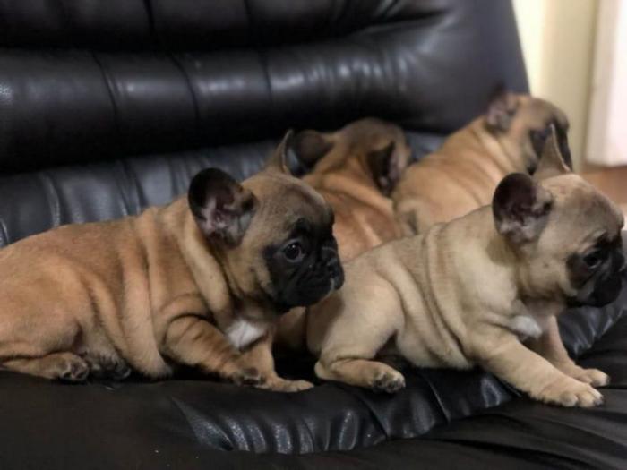 francuski buldog štenci besplatni mali oglasi