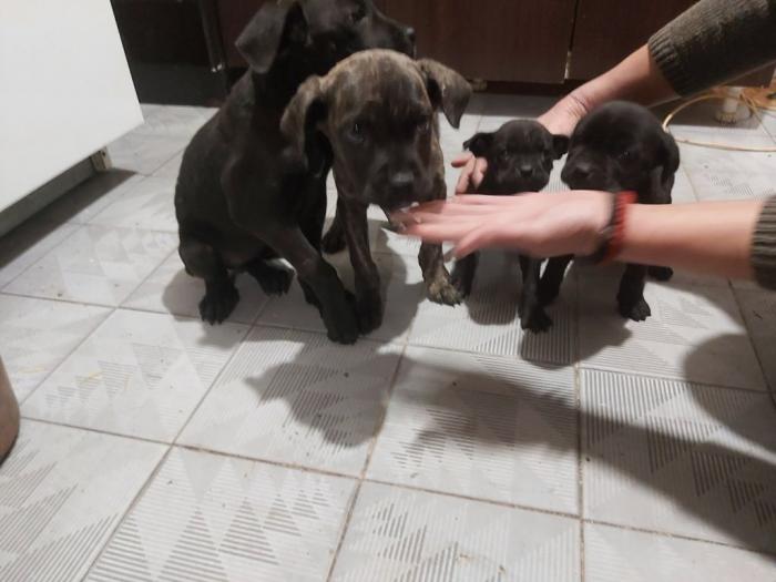 cane corso štenci besplatni mali oglasi