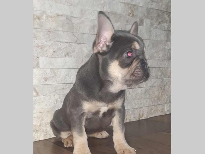 fransuski buldog štenci besplatni mali oglasi