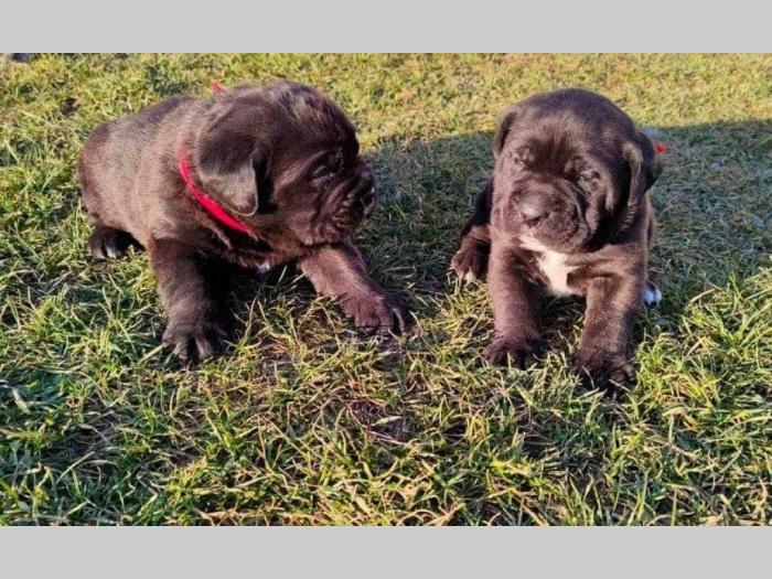 štene cane corso besplatni mali oglasi