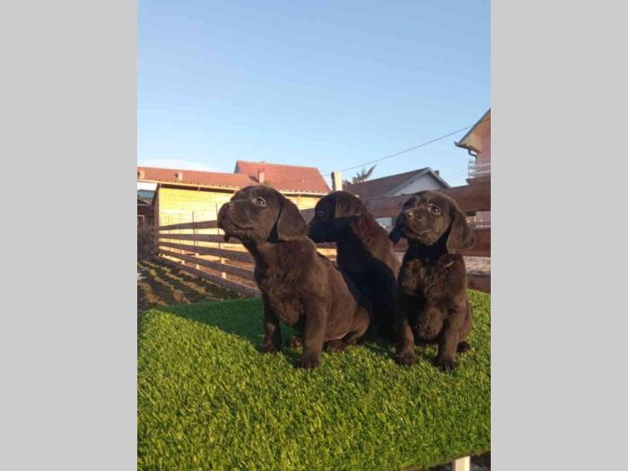 labrador retriver tri ženke besplatni mali oglasi