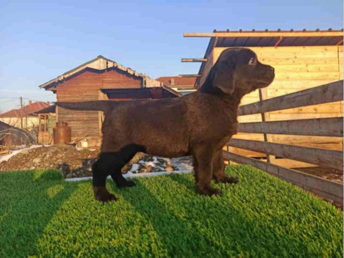 labrador retriver tri ženke besplatni mali oglasi