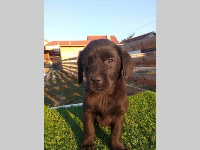 labrador retriver tri ženke besplatni mali oglasi