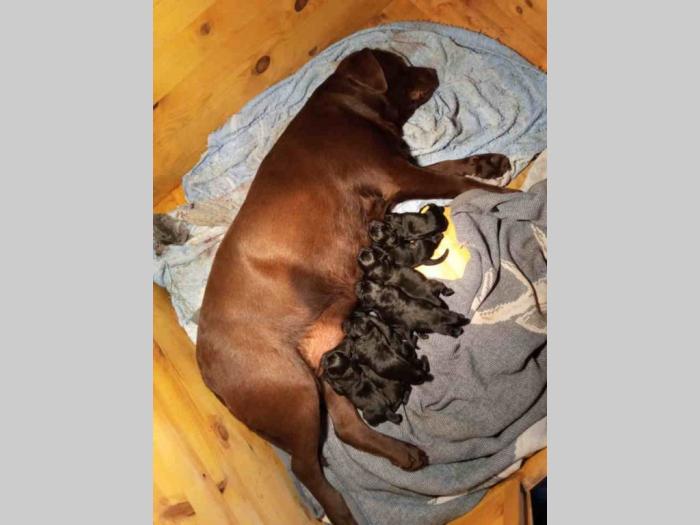 labrador retriver tri ženke besplatni mali oglasi