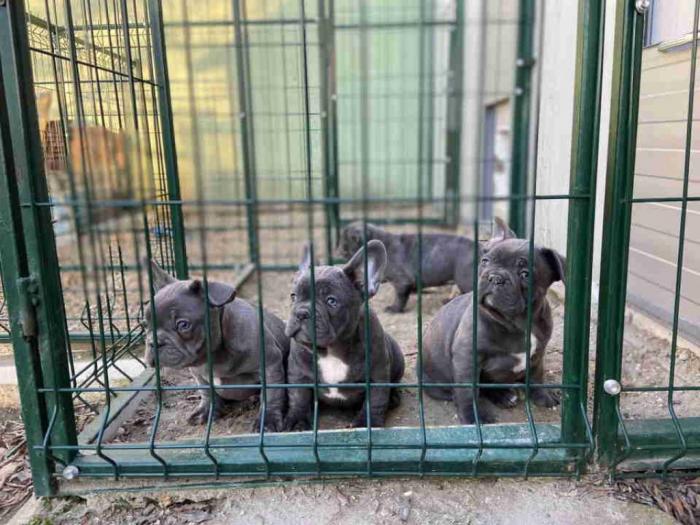 francuski buldog štenci besplatni mali oglasi