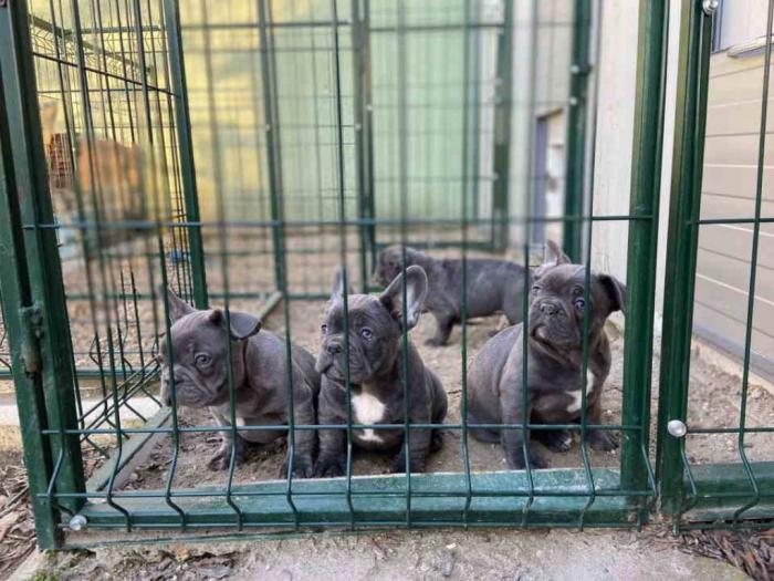 francuski buldog štenci besplatni mali oglasi