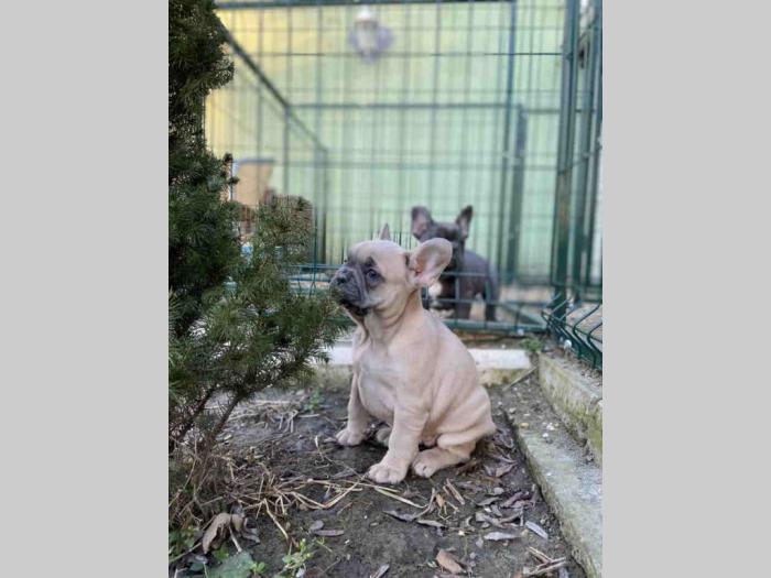 francuski buldog štenci besplatni mali oglasi
