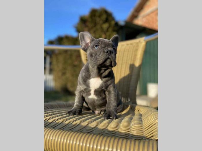 francuski buldog štenci besplatni mali oglasi