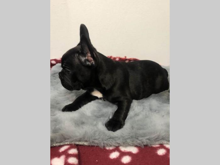 francuski buldog štenci besplatni mali oglasi