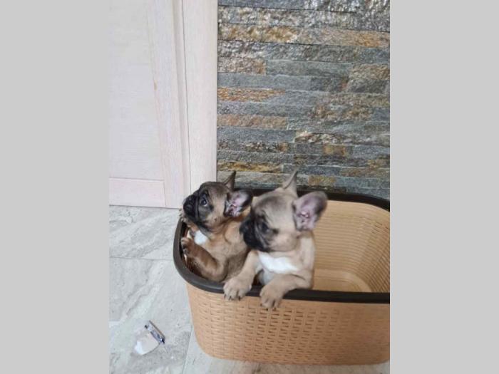 francuski buldog štenci besplatni mali oglasi