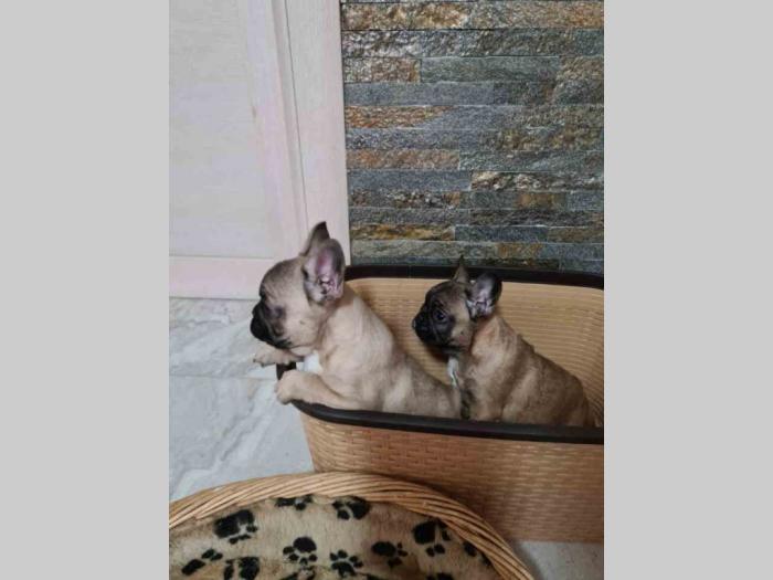 francuski buldog štenci besplatni mali oglasi
