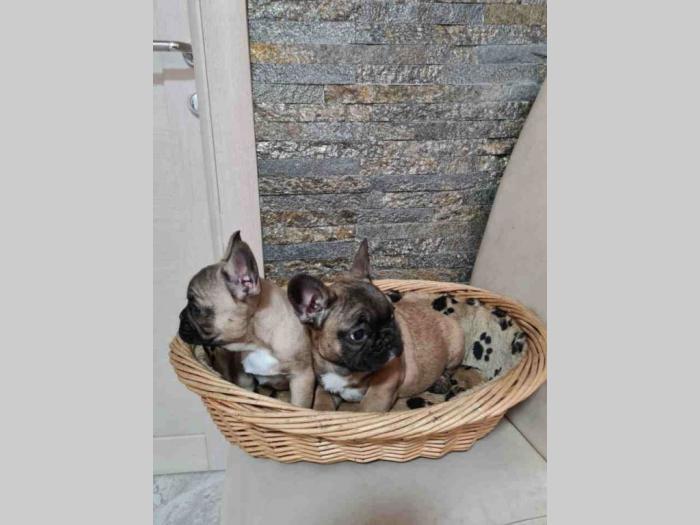 francuski buldog štenci besplatni mali oglasi