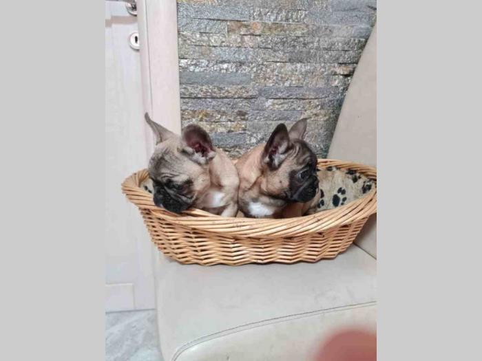 francuski buldog štenci besplatni mali oglasi