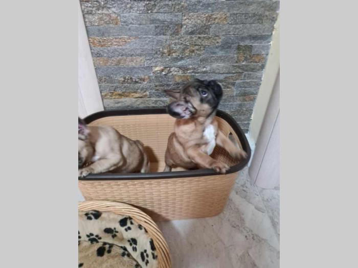 francuski buldog štenci besplatni mali oglasi