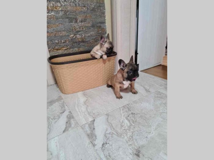 francuski buldog štenci besplatni mali oglasi