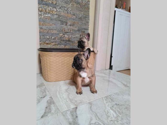 francuski buldog štenci besplatni mali oglasi