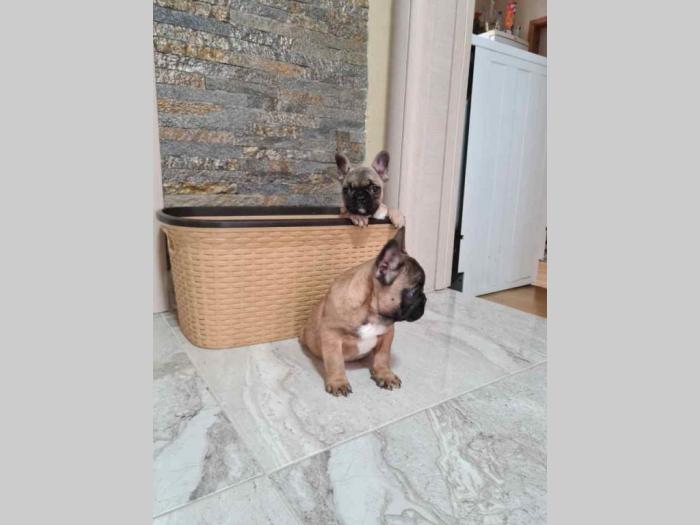 francuski buldog štenci besplatni mali oglasi
