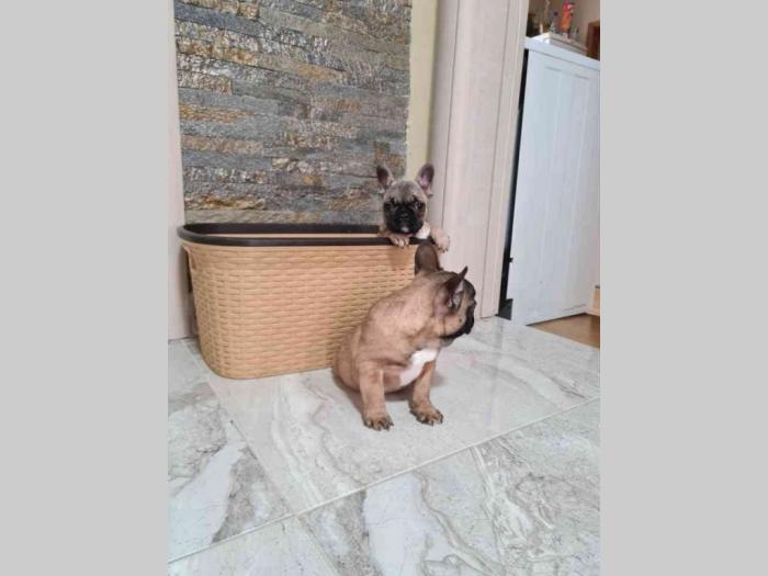 francuski buldog štenci besplatni mali oglasi