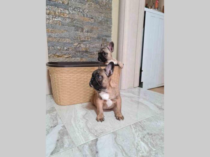 francuski buldog štenci besplatni mali oglasi