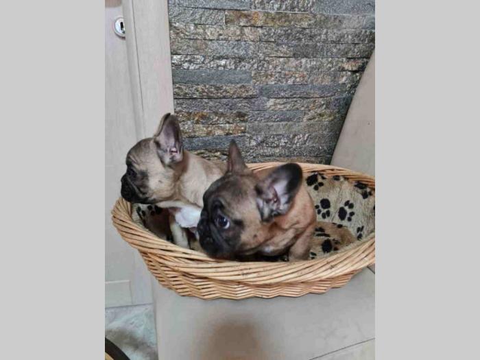 francuski buldog štenci besplatni mali oglasi