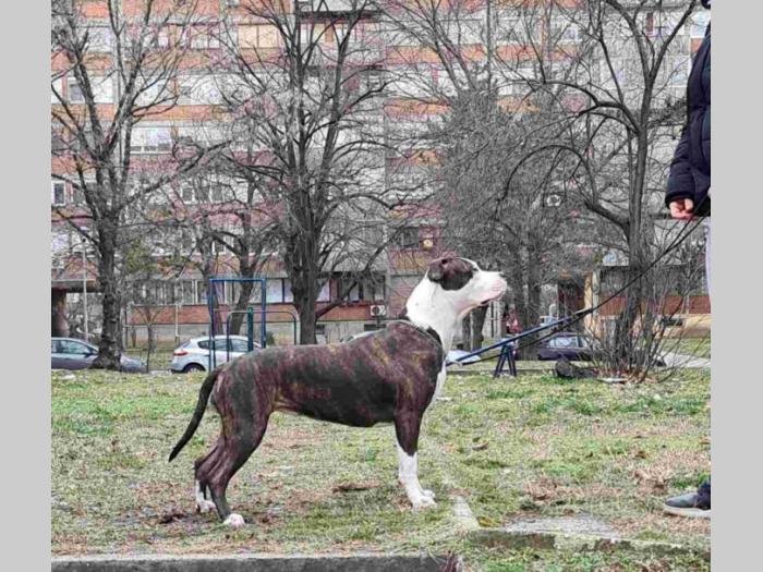 američki stafordski terijer besplatni mali oglasi