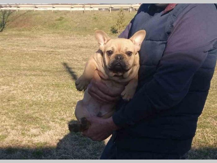 francuski buldog štenci besplatni mali oglasi
