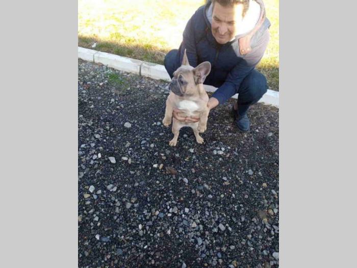 francuski buldog štenci besplatni mali oglasi