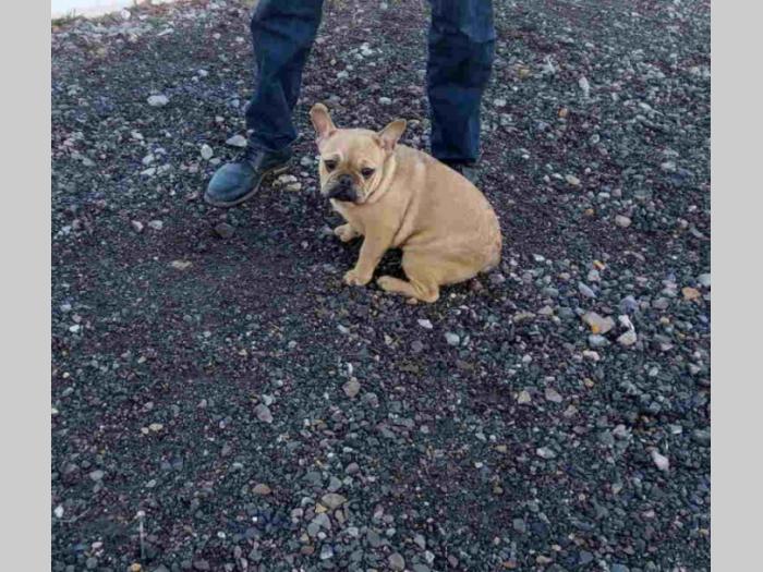 francuski buldog štenci besplatni mali oglasi