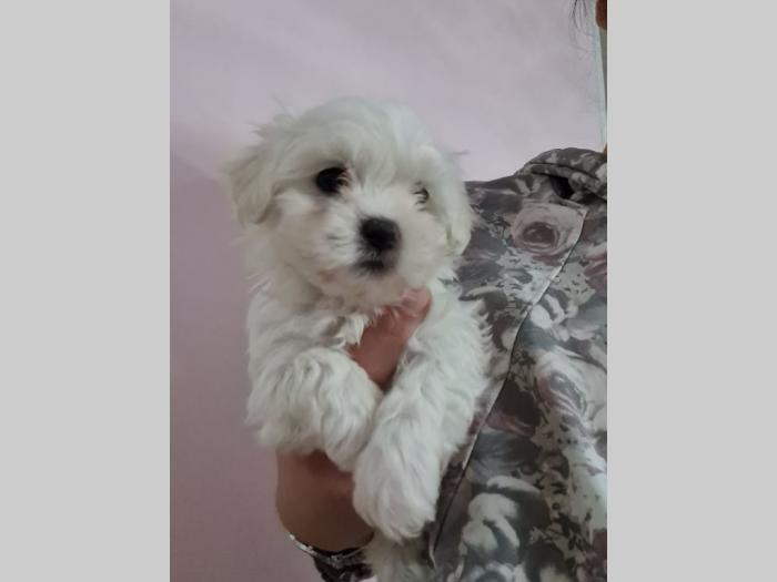 mini maltezer štenci besplatni mali oglasi