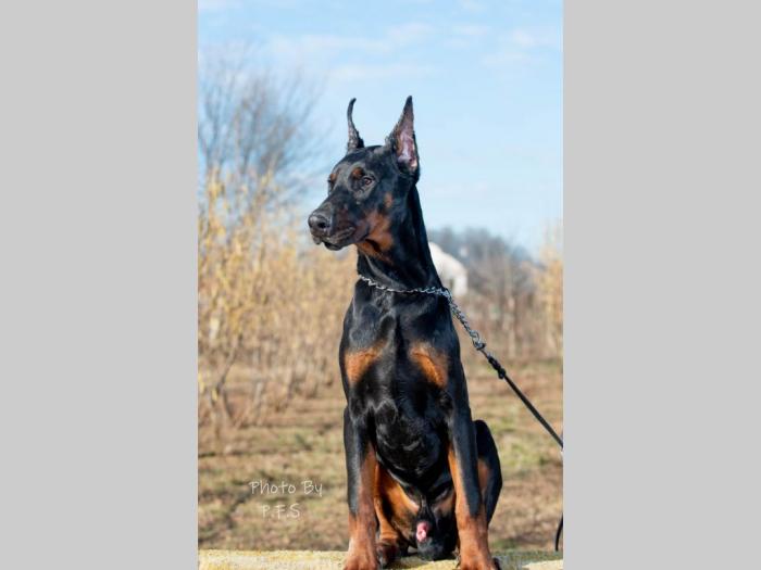 doberman štenci besplatni mali oglasi