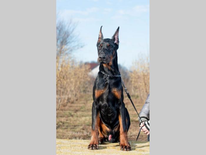 doberman štenci besplatni mali oglasi