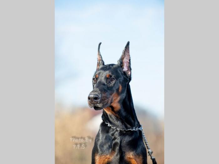 doberman štenci besplatni mali oglasi