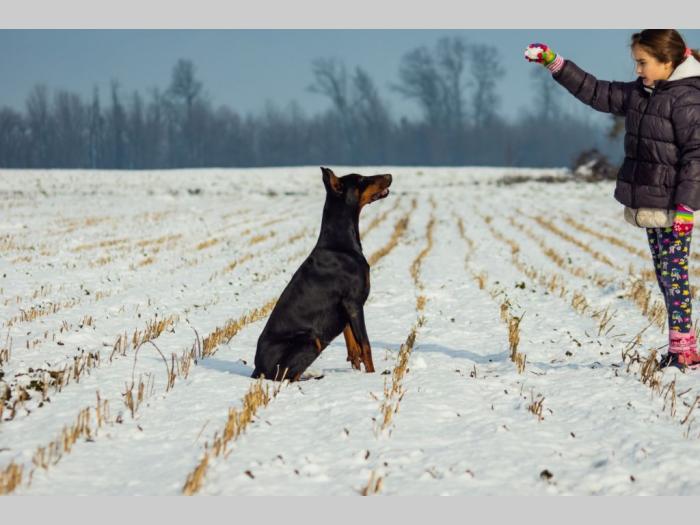 doberman štenci besplatni mali oglasi