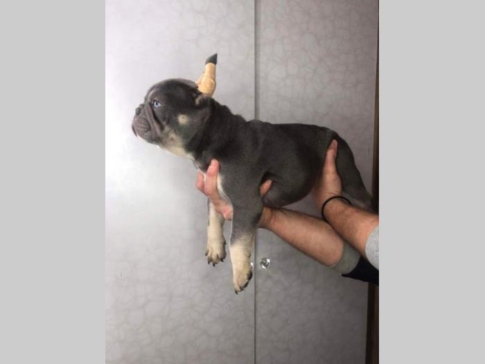 francuski buldog štenci besplatni mali oglasi
