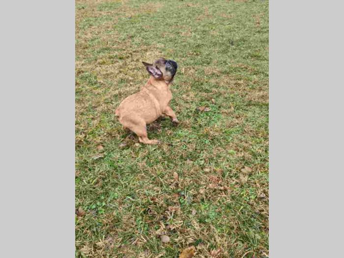 francuski buldog štenci besplatni mali oglasi