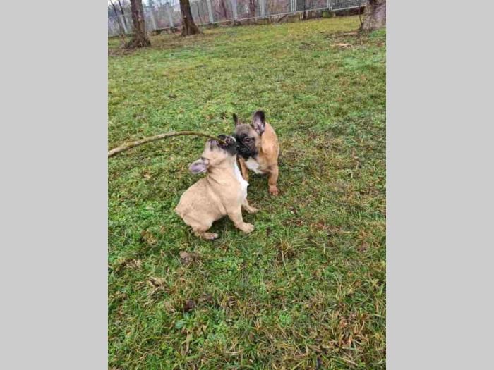 francuski buldog štenci besplatni mali oglasi