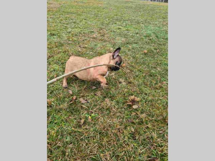 francuski buldog štenci besplatni mali oglasi