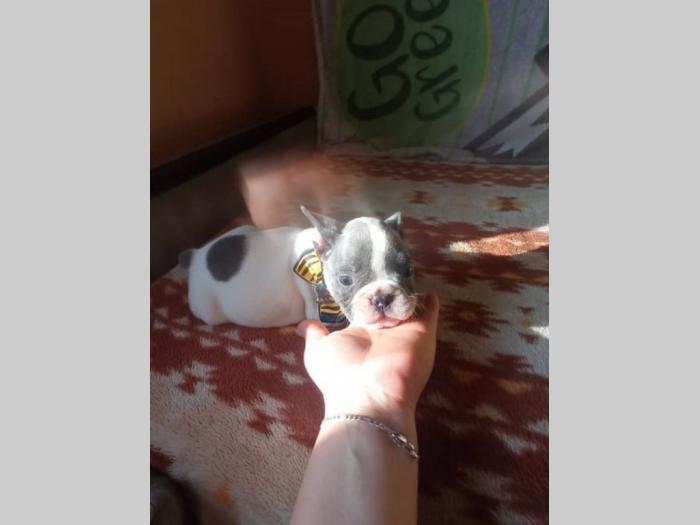 francuski buldog štenci besplatni mali oglasi