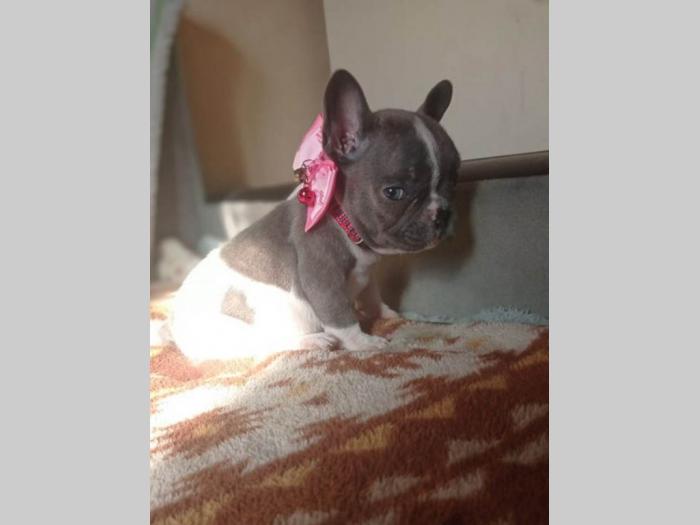 francuski buldog štenci besplatni mali oglasi