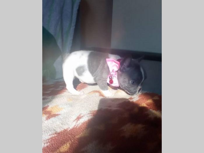 francuski buldog štenci besplatni mali oglasi