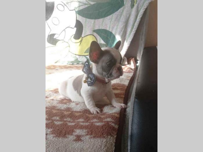 francuski buldog štenci besplatni mali oglasi