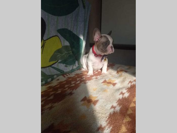 francuski buldog štenci besplatni mali oglasi