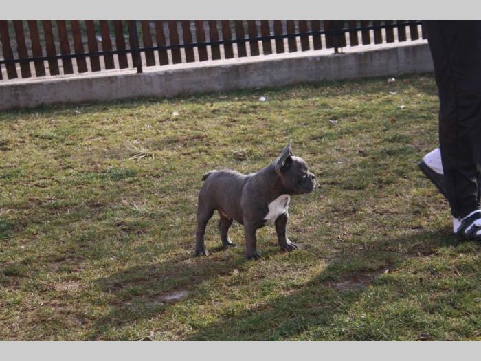 plavi francuski buldog besplatni mali oglasi