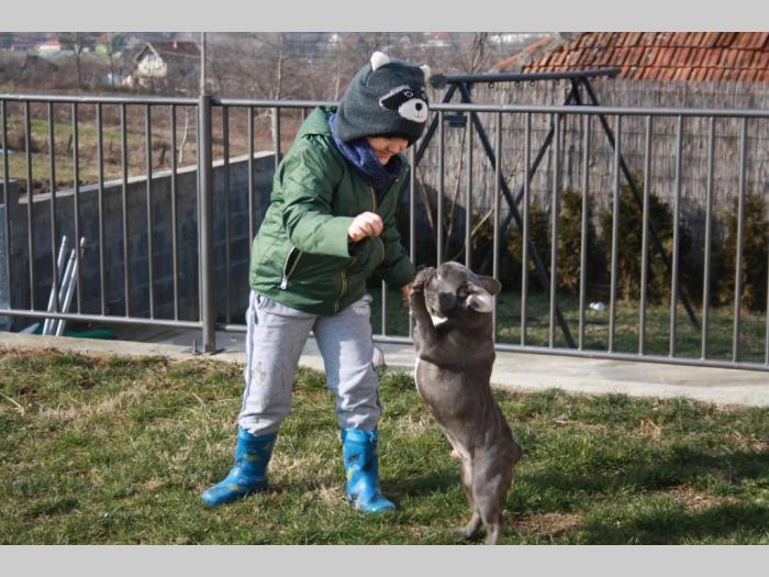 plavi francuski buldog besplatni mali oglasi