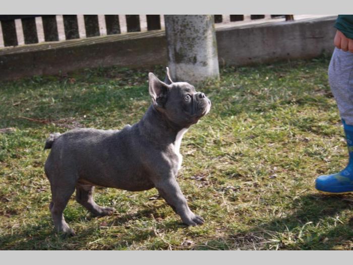 plavi francuski buldog besplatni mali oglasi