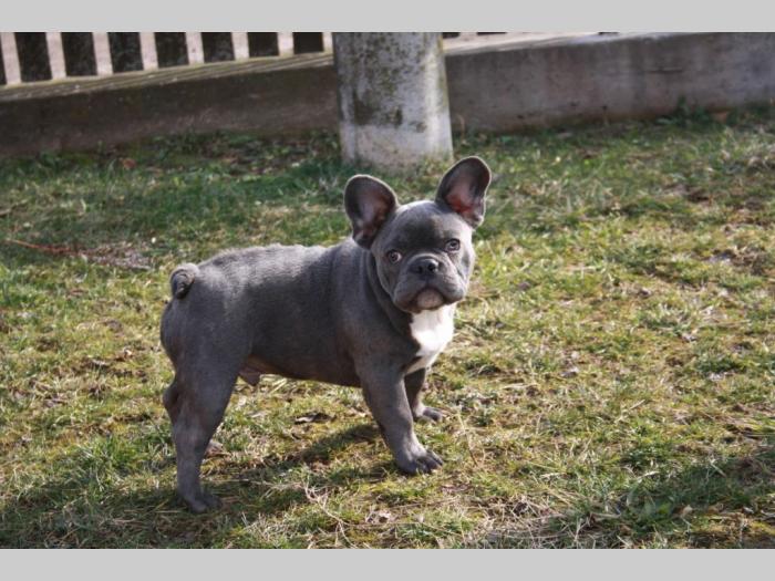 plavi francuski buldog besplatni mali oglasi