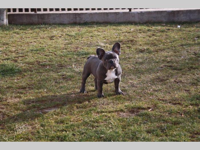 plavi francuski buldog besplatni mali oglasi