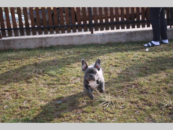 plavi francuski buldog besplatni mali oglasi