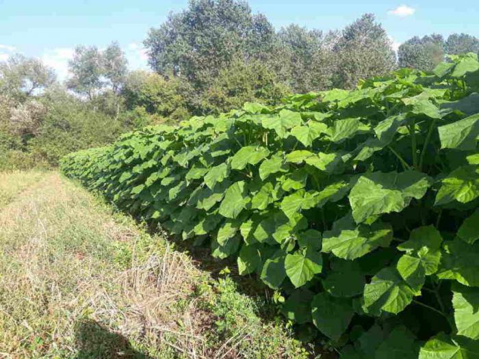 paulovnije elongate jednogodišnje sadnice besplatni mali oglasi