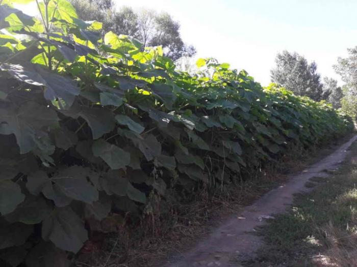 paulovnije elongate jednogodišnje sadnice besplatni mali oglasi